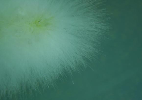Mycelium growing on a petri dish
