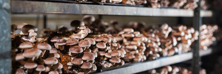 Shiitake